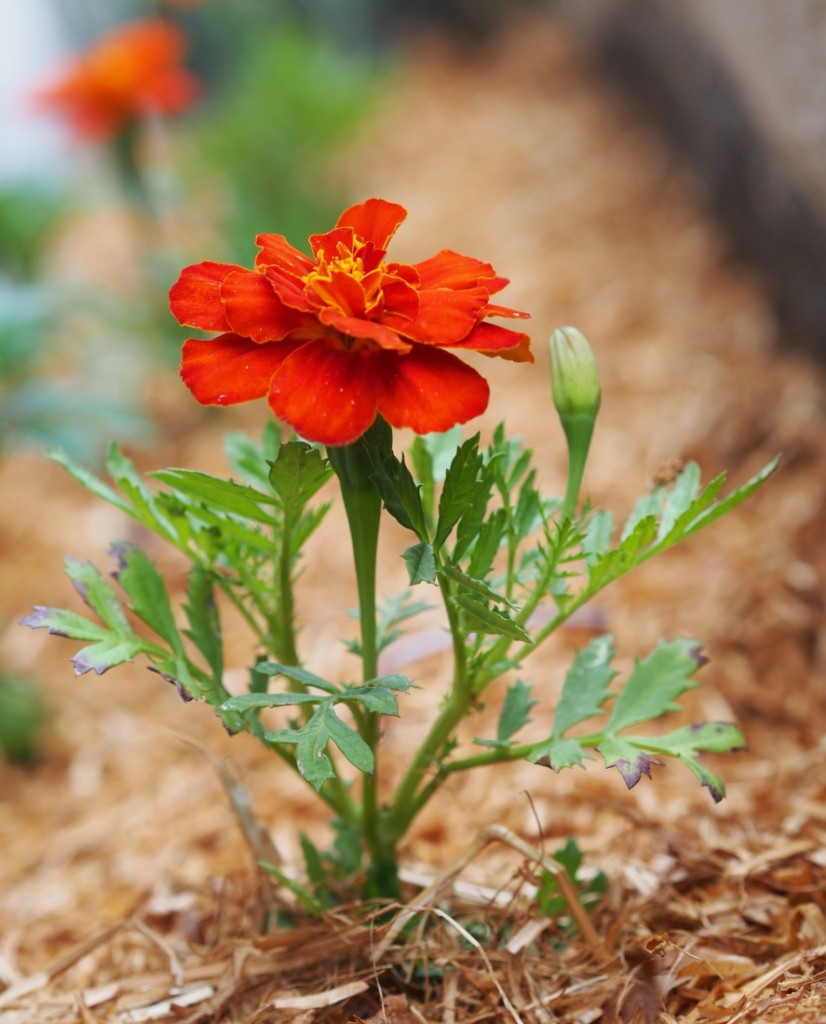 Marigolds in a heatwave